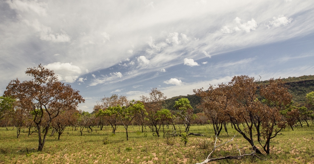 Desmatamento reduz em 11% no bioma Cerrado